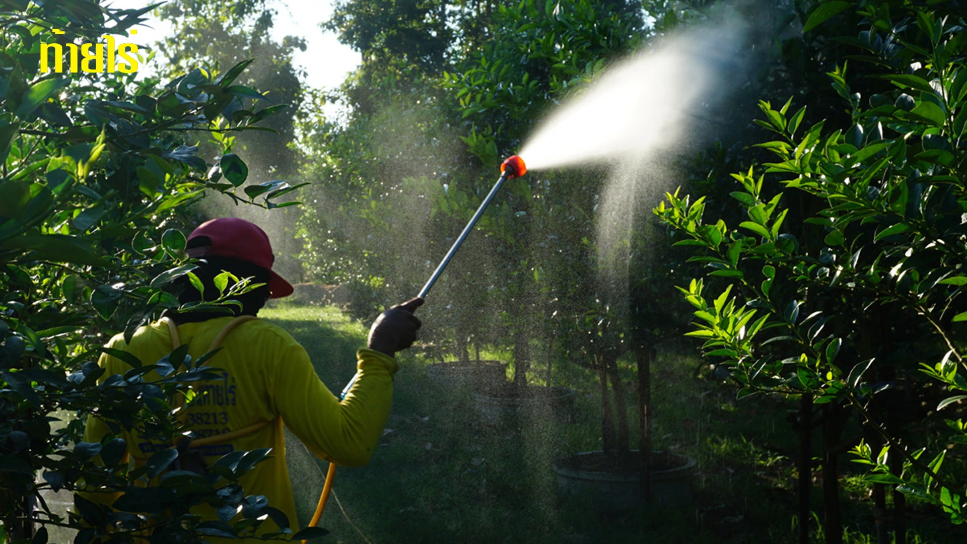 พ่นยากำจัด หนอนชอนใบ อย่างไรให้ ประหยัด